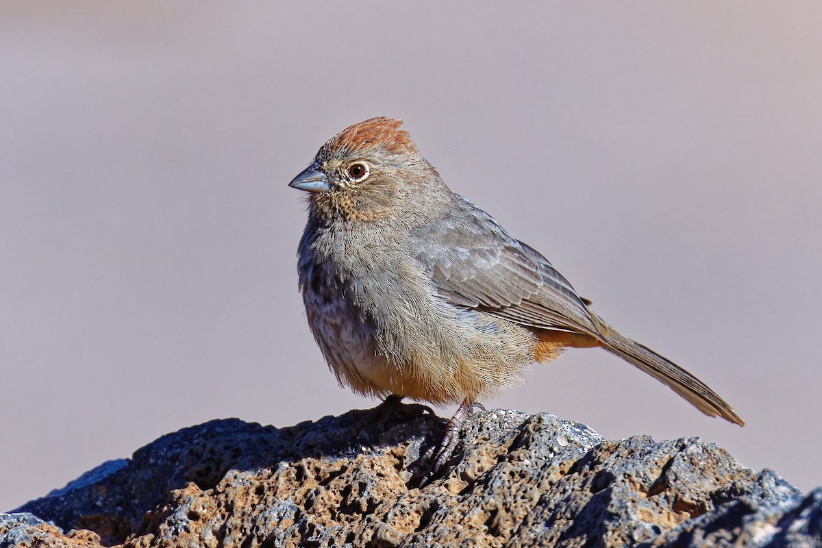 Canyon Towhee - ML644283325