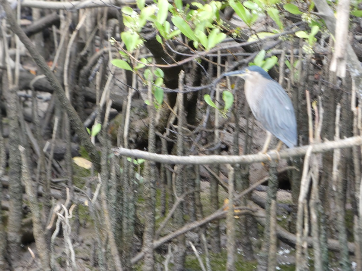 kvakoš rezavý - ML644283327