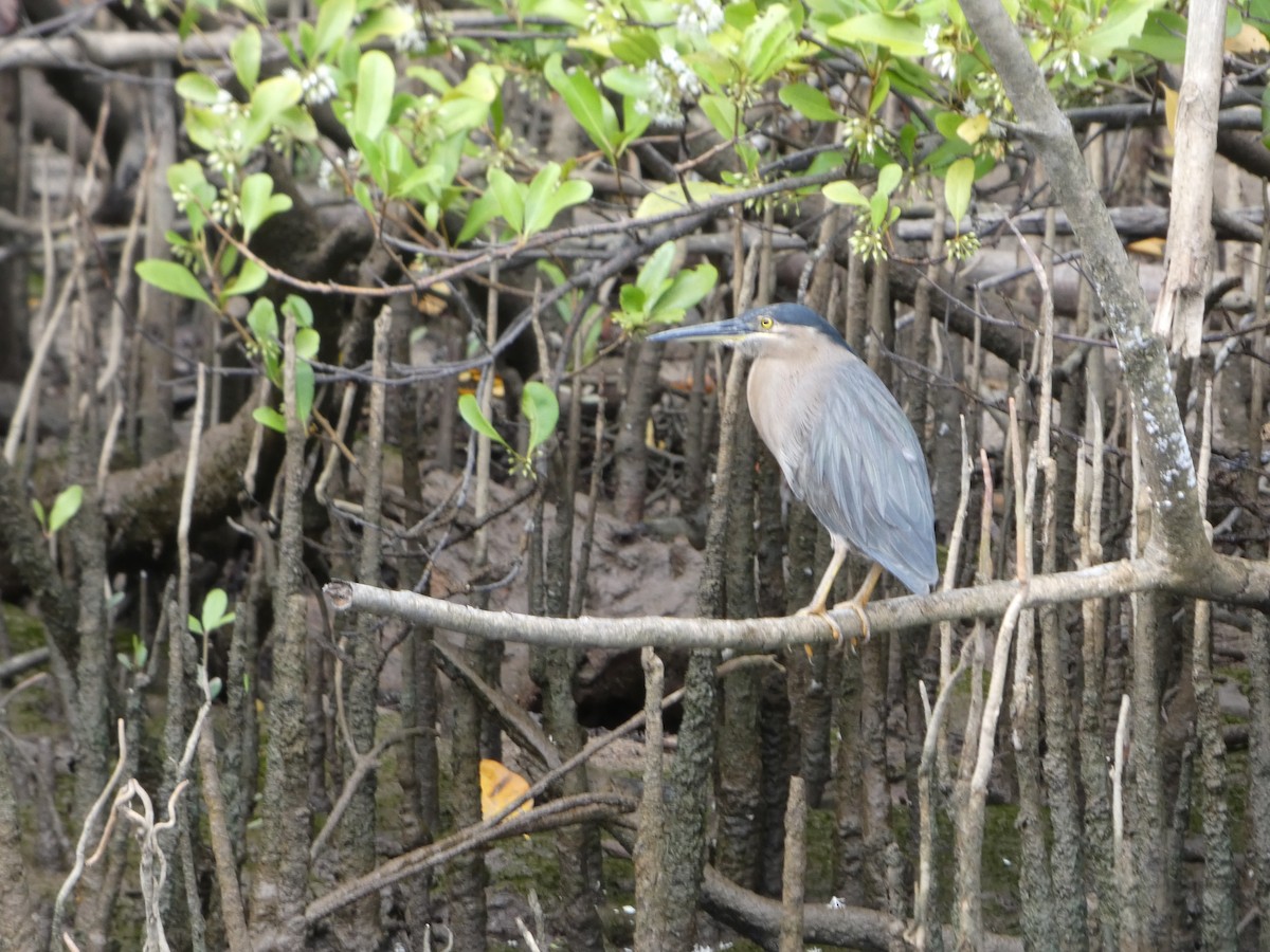 kvakoš rezavý - ML644283328