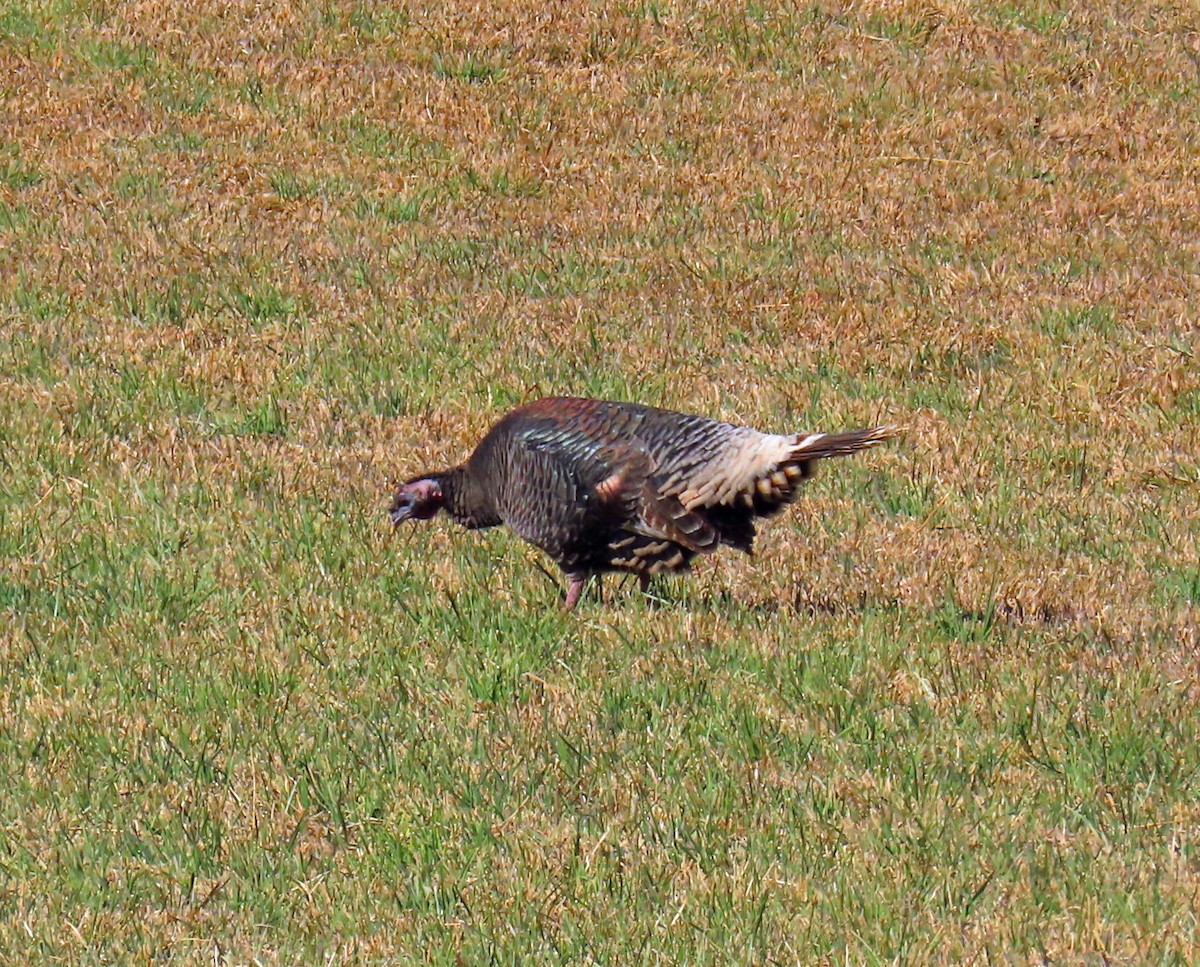 הודן בר - ML644283338