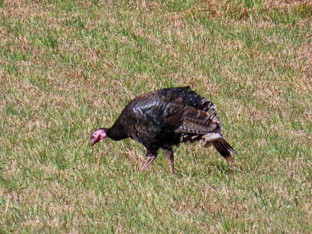 הודן בר - ML644283339