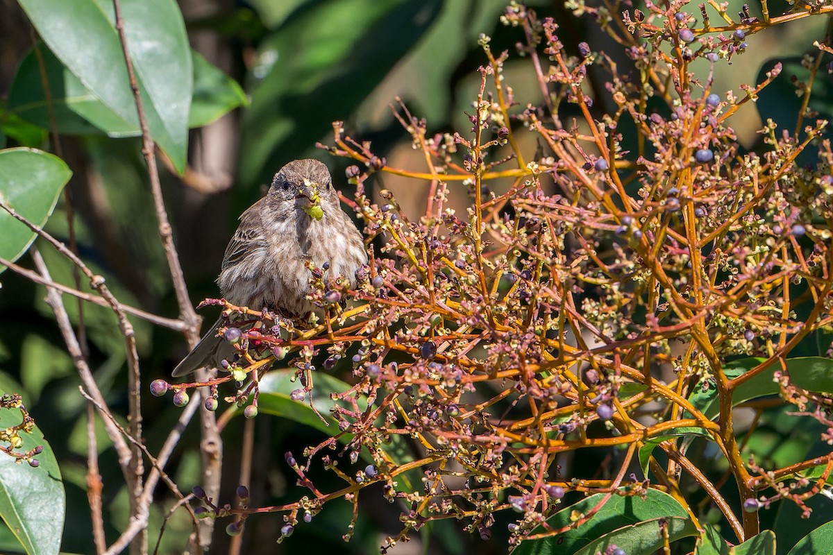 House Finch - ML644283363