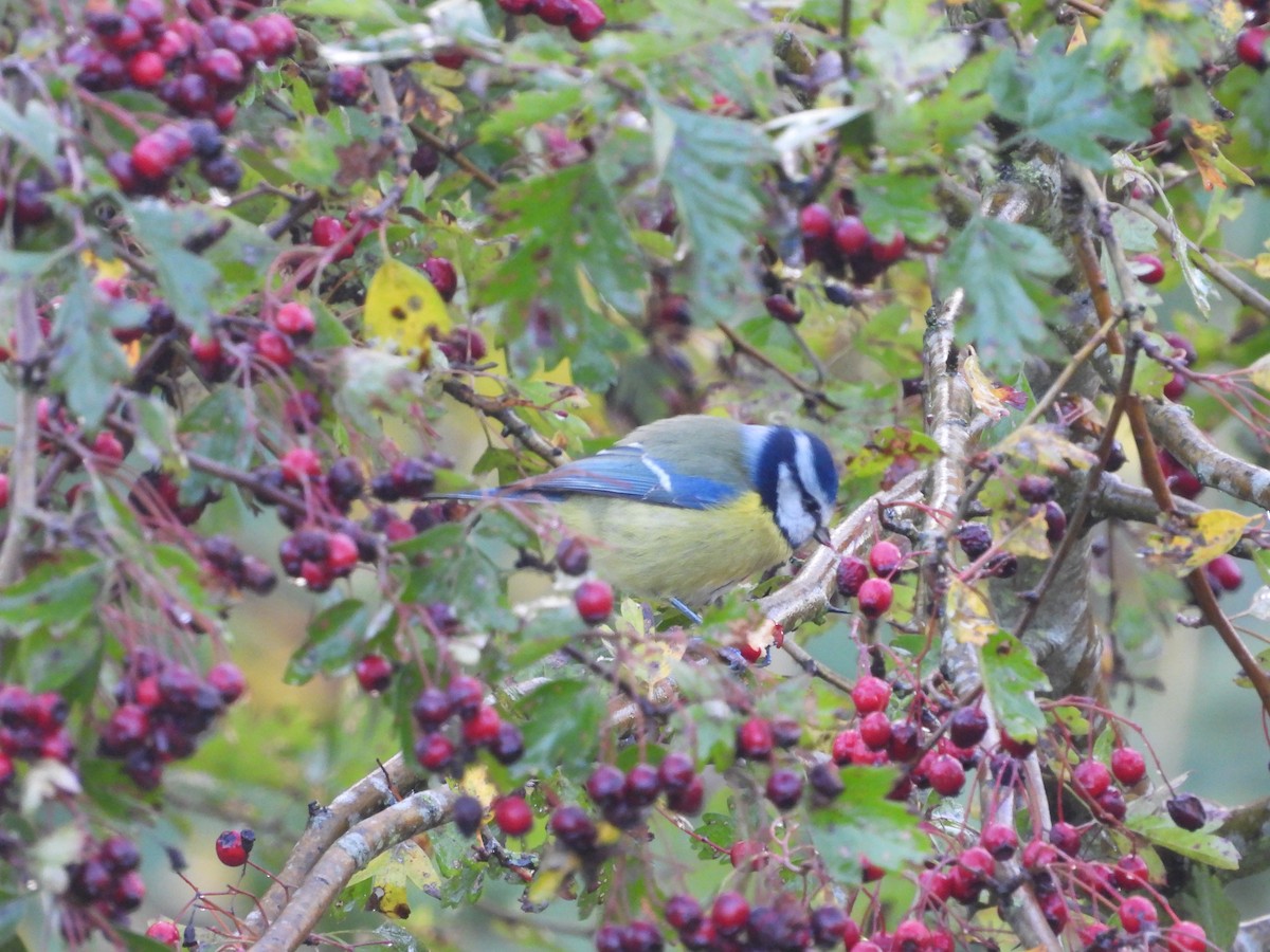 Eurasian Blue Tit - ML644283364