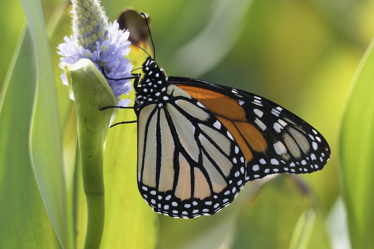 Monarch - ML644283385