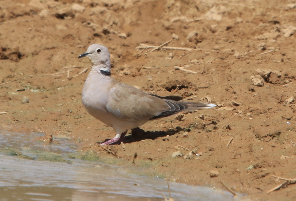 African Collared-Dove - ML644283390