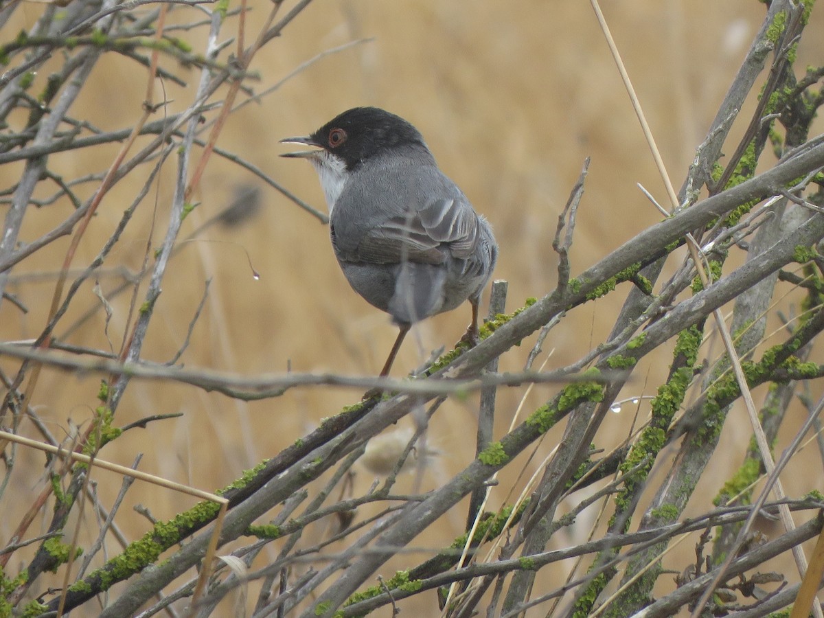 Sardinian Warbler - ML644283394