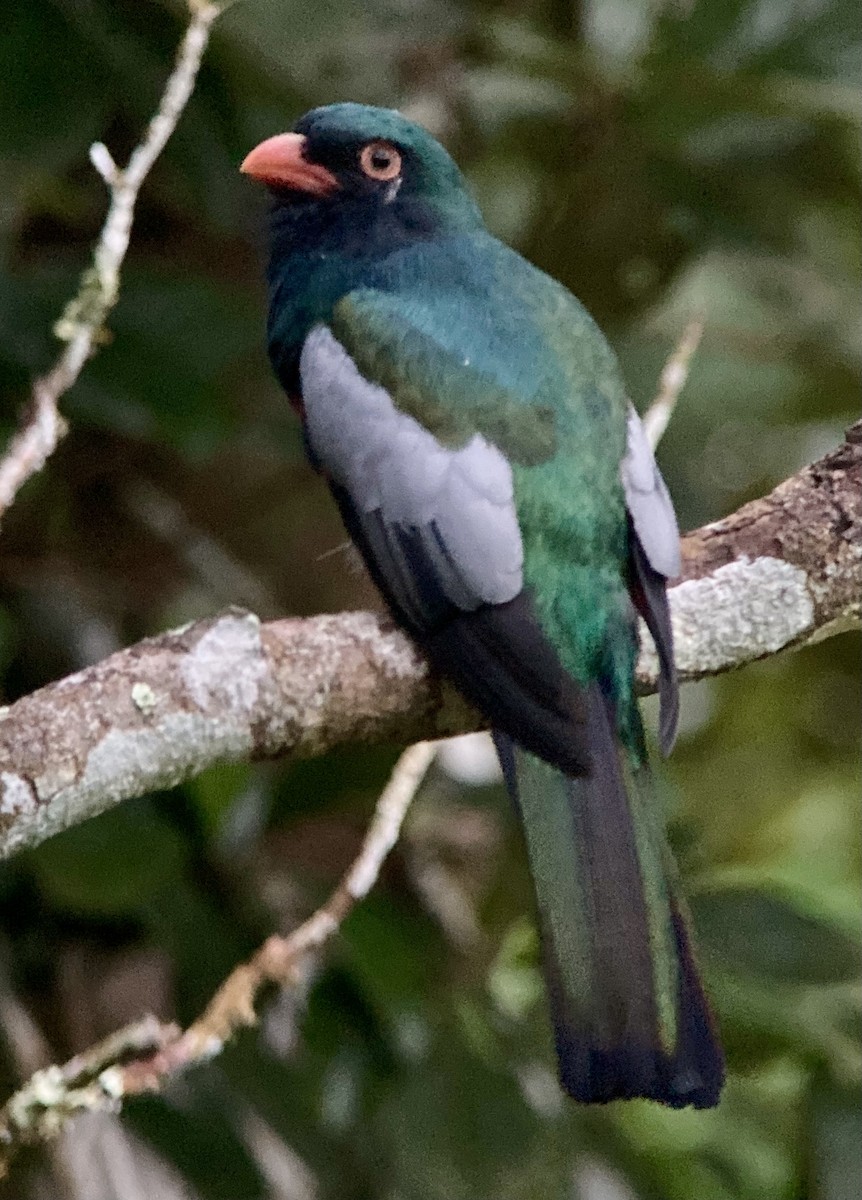 Gri Kuyruklu Trogon - ML644283399