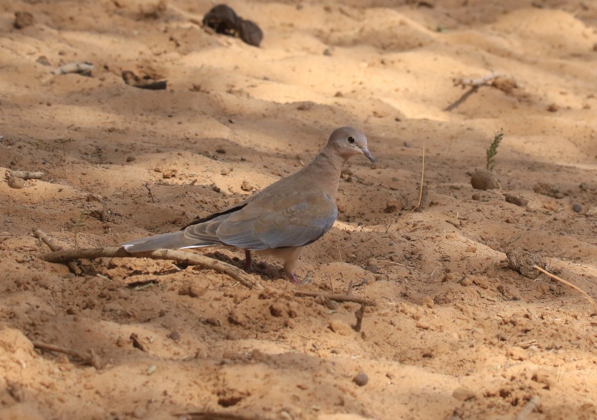 Tortora delle palme - ML644283404
