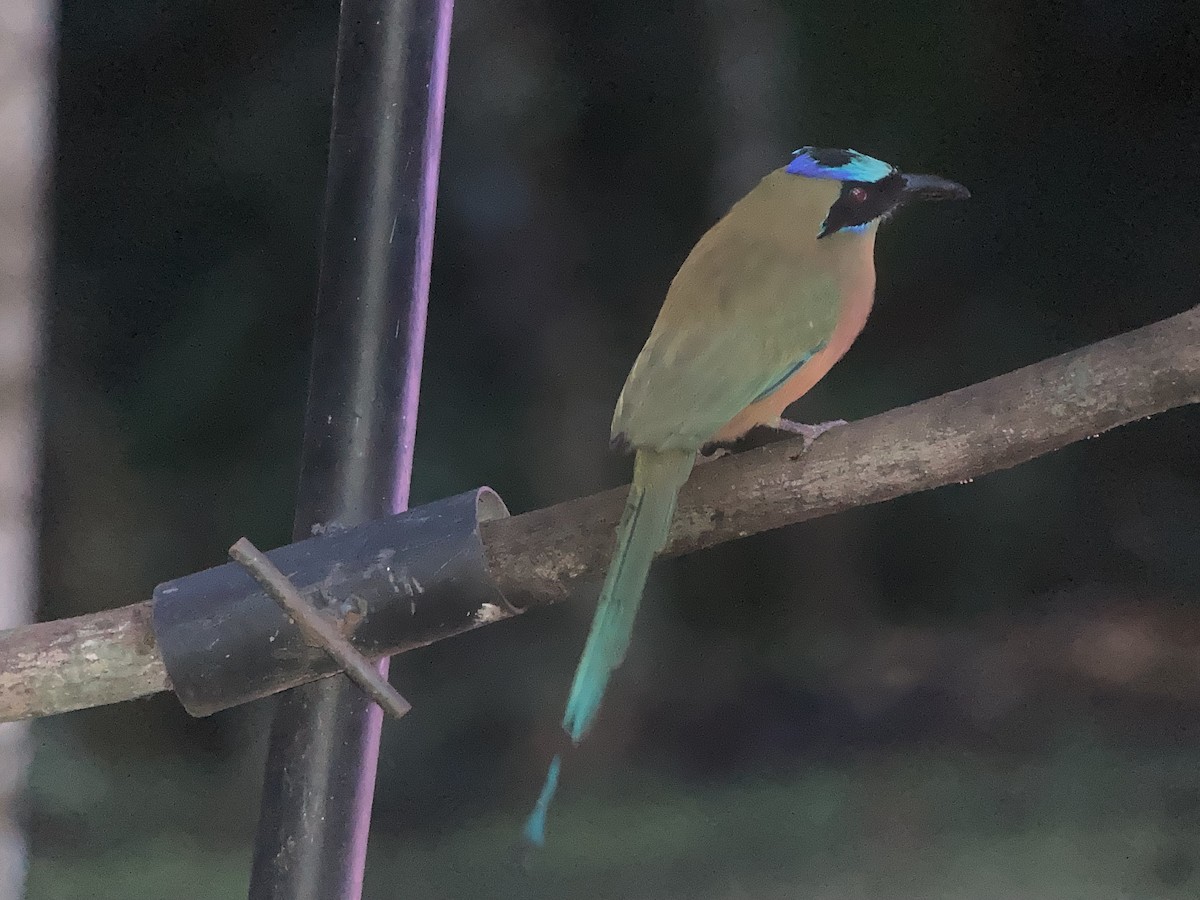 Whooping Motmot - ML644283409