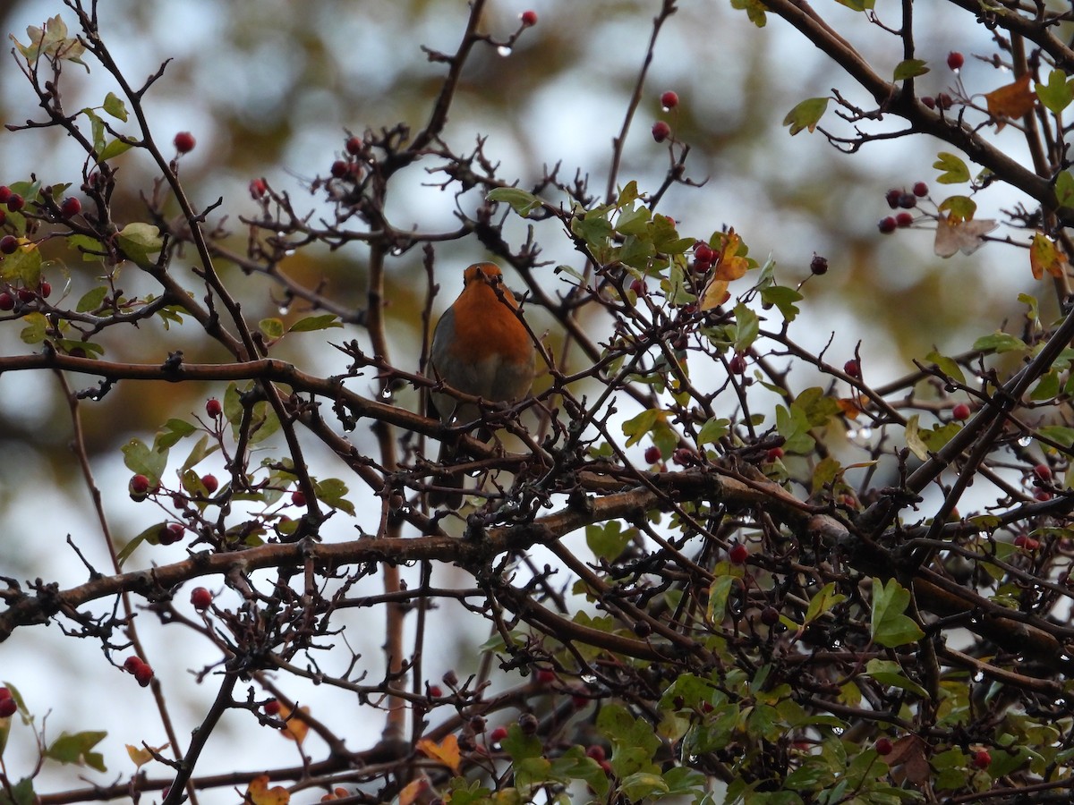 Өрнийн зээрд омруут - ML644283410