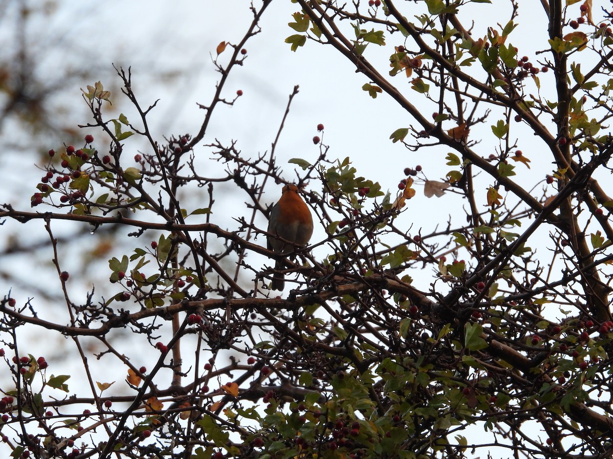 Өрнийн зээрд омруут - ML644283427