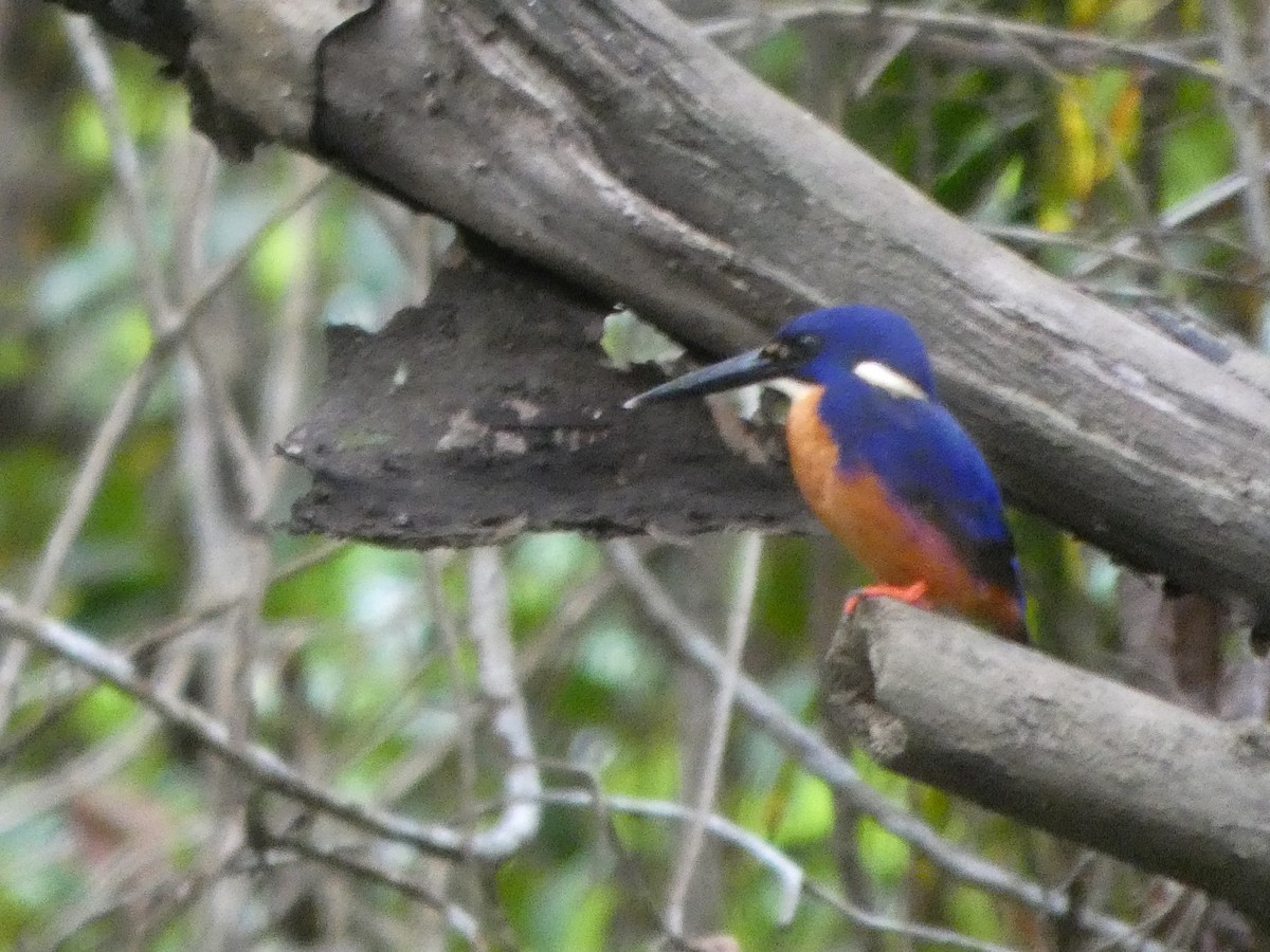 ledňáček azurový - ML644283433