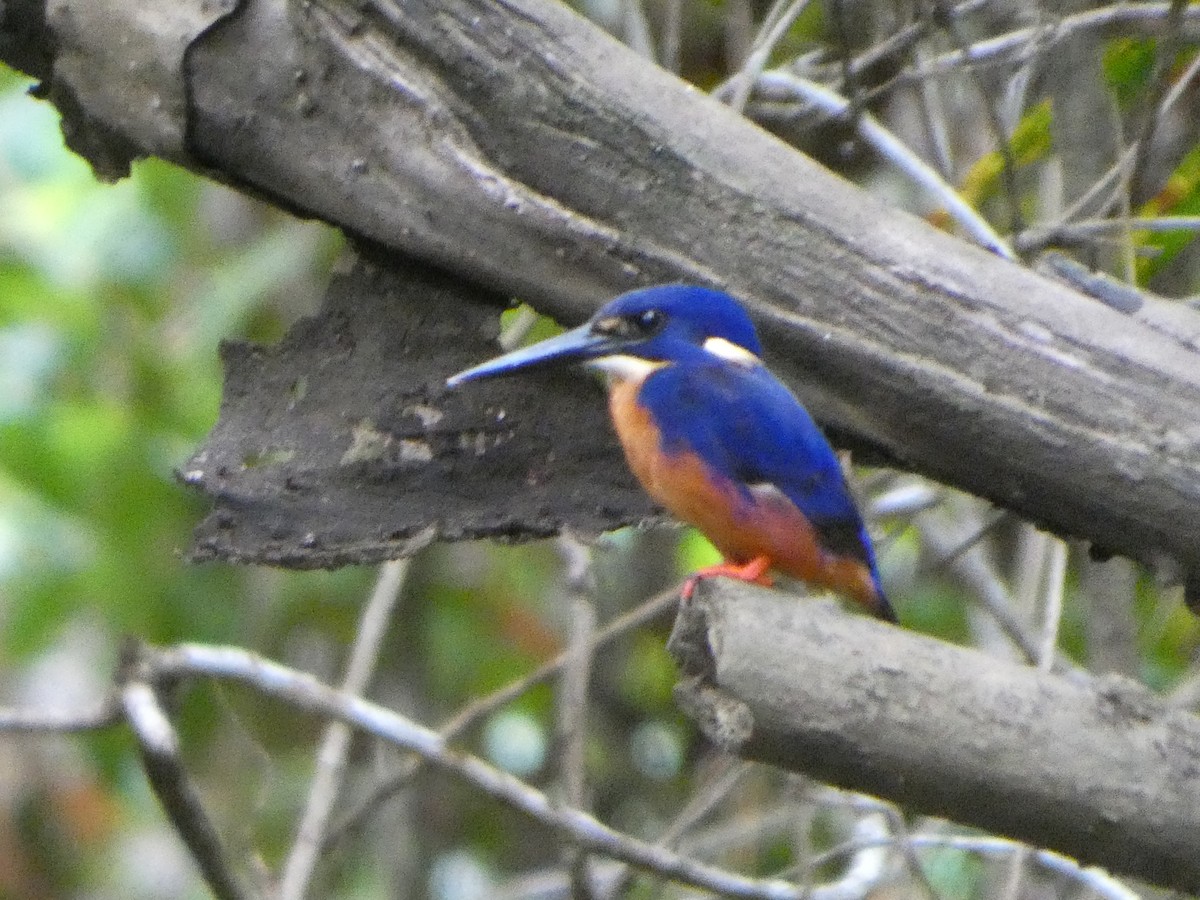 ledňáček azurový - ML644283434