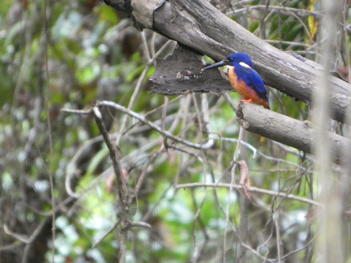 ledňáček azurový - ML644283435