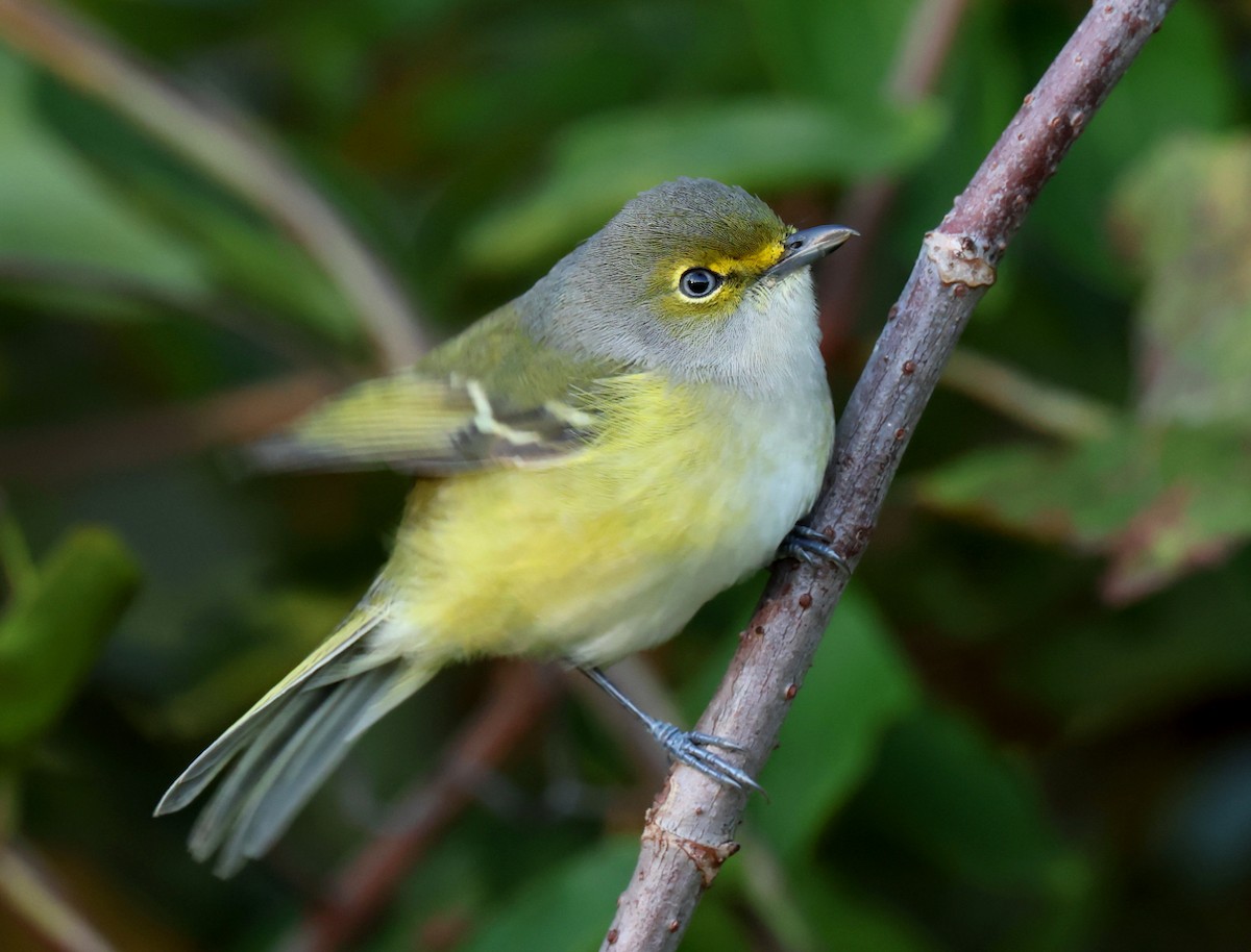 White-eyed Vireo - ML644283446