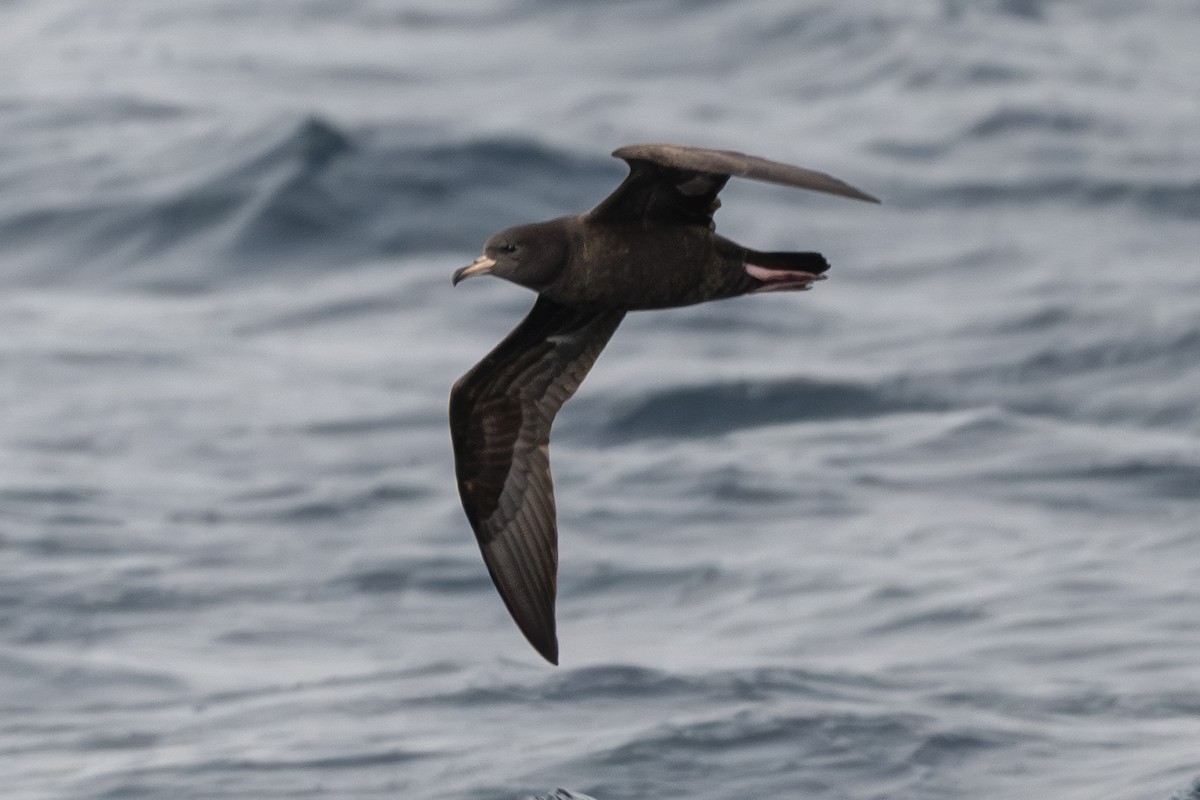 lysbeinlire - ML644283465