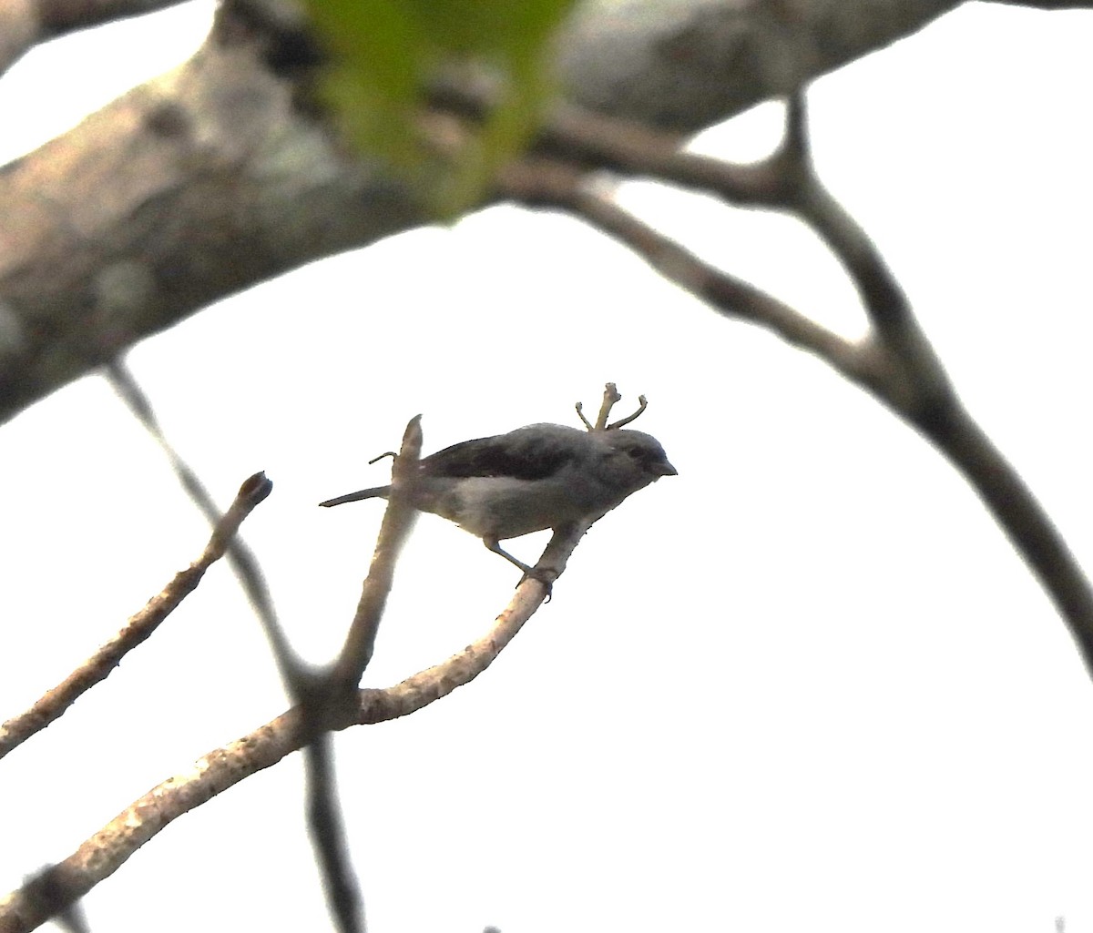 Plain-colored Tanager - ML644283473