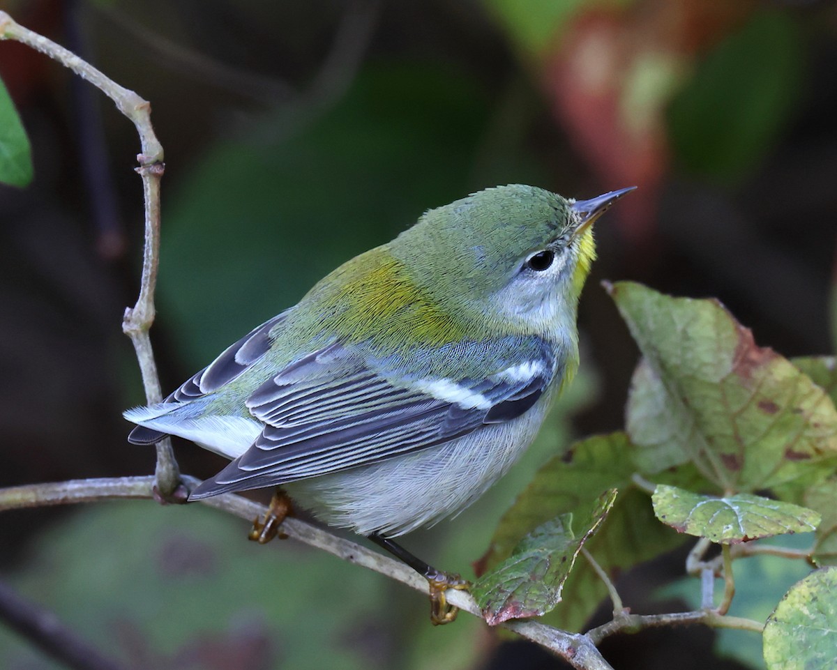 Очковая древесница - ML644283474
