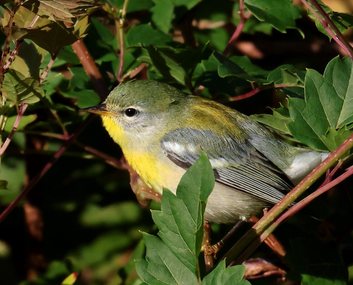 Очковая древесница - ML644283475