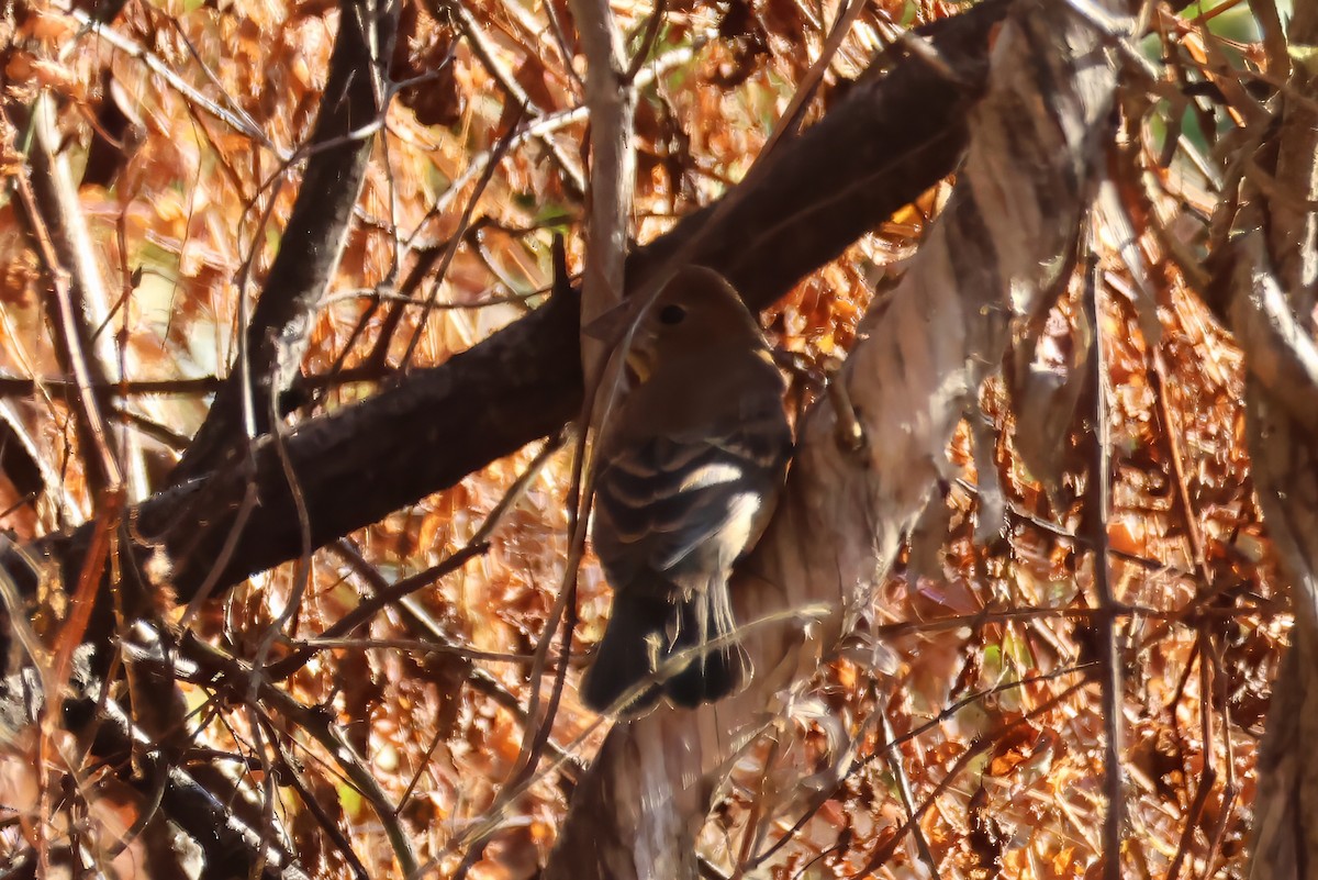 blåtykknebb - ML644283483