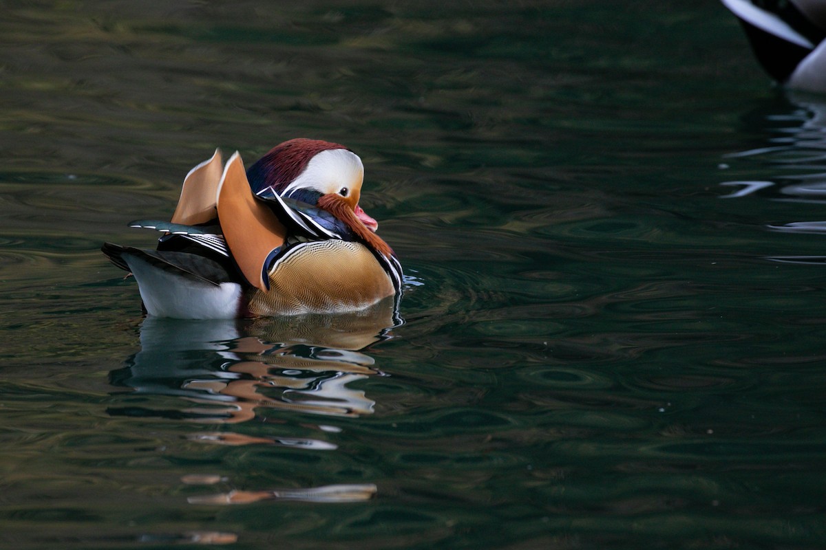 Mandarin-ahatea - ML644283492