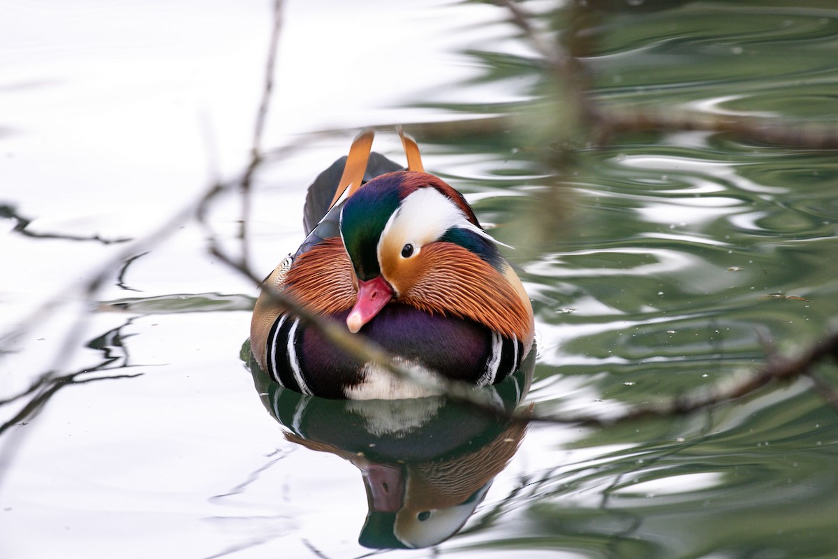 Mandarin-ahatea - ML644283493