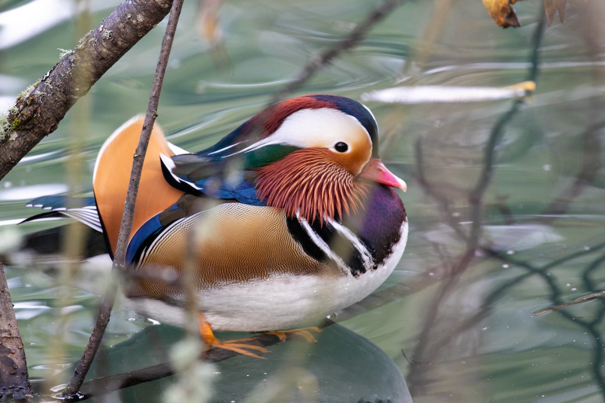 Mandarin-ahatea - ML644283494