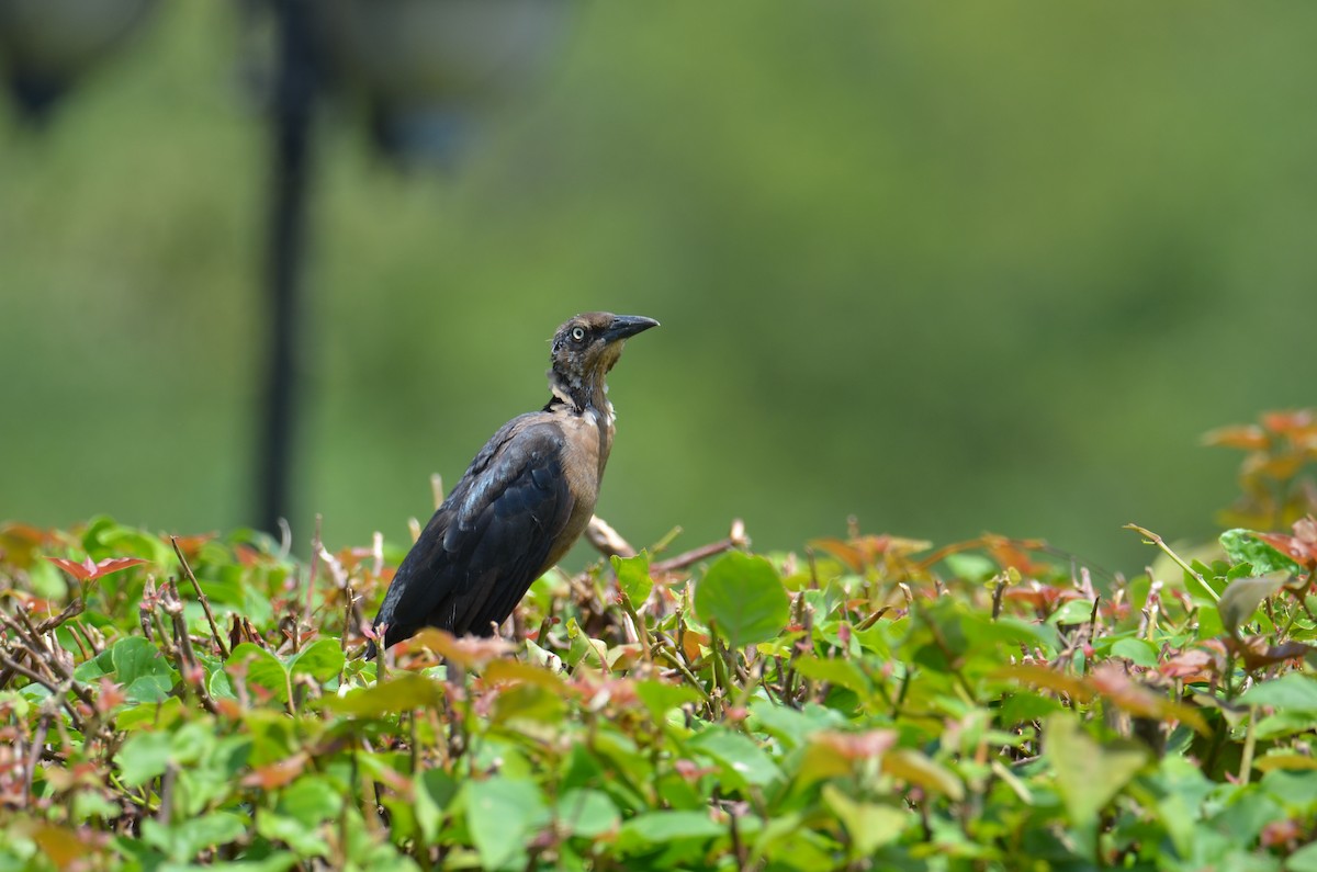 Great-tailed Grackle - ML644283500
