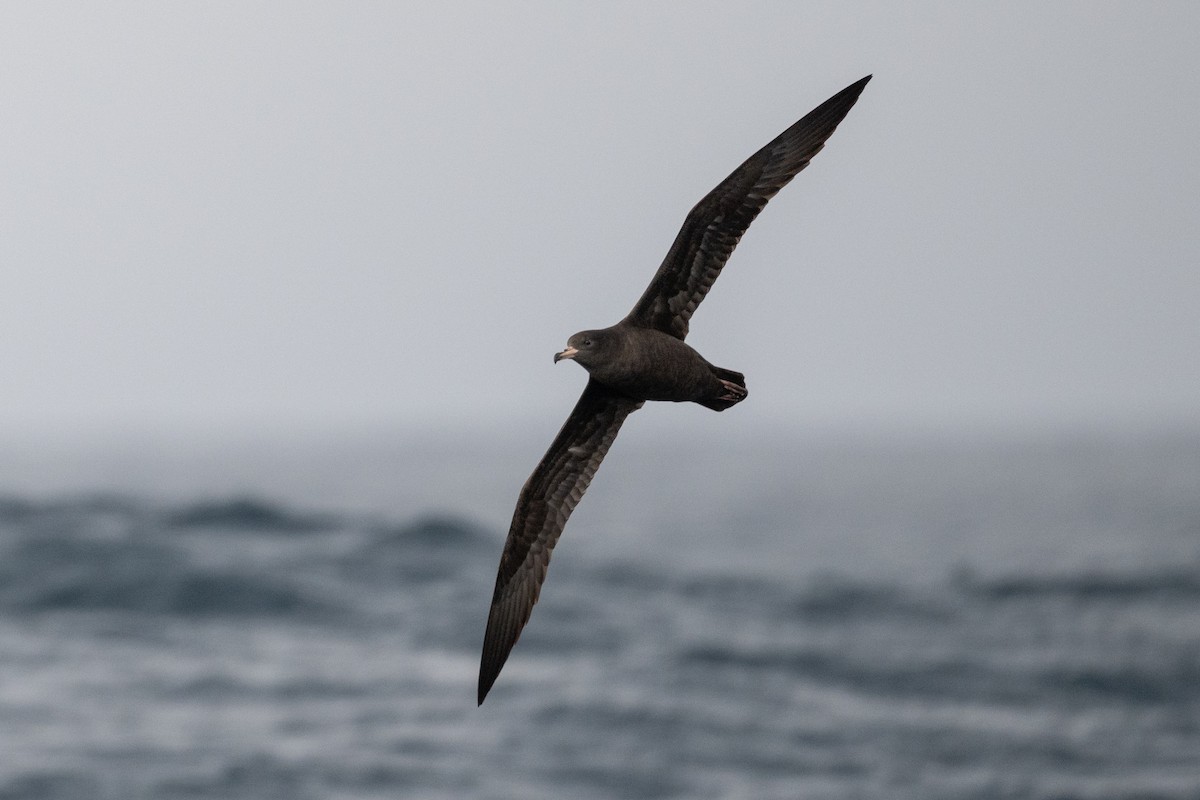 lysbeinlire - ML644283501