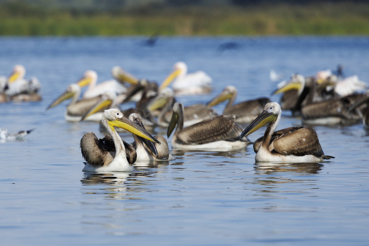 pelikán bílý - ML644283503