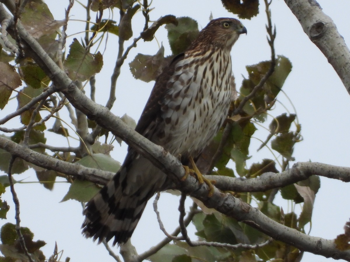 Cooper's Hawk - ML644283511