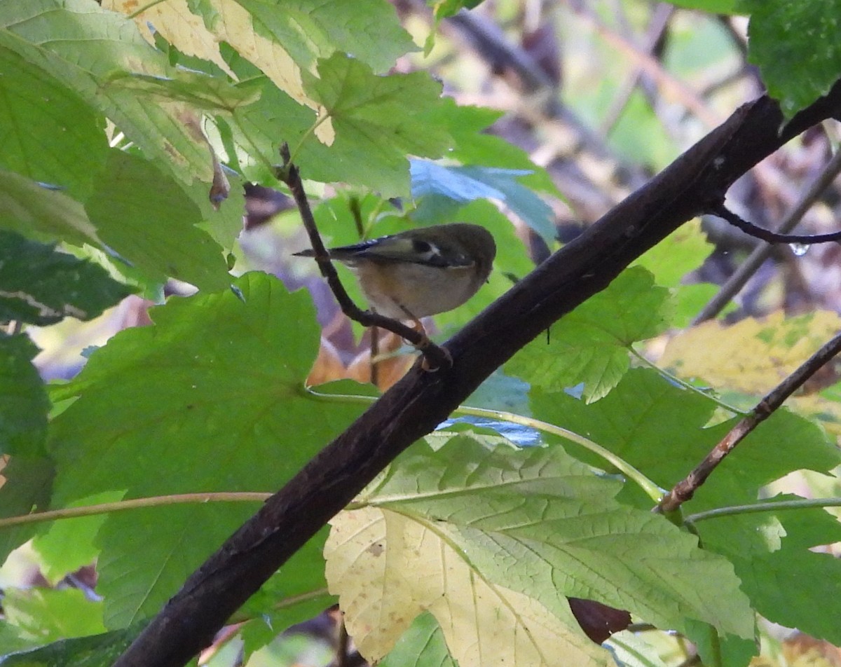 fuglekonge - ML644283521