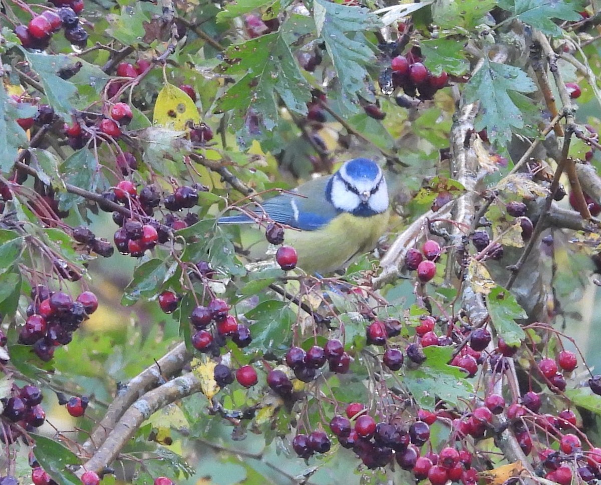 Eurasian Blue Tit - ML644283533