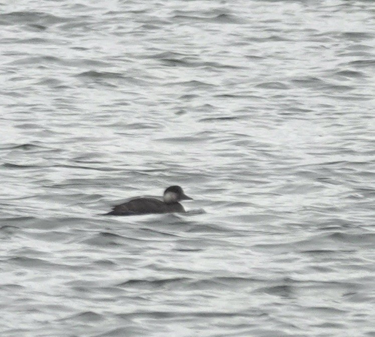Black Scoter - ML644283542