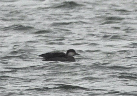 Black Scoter - ML644283549