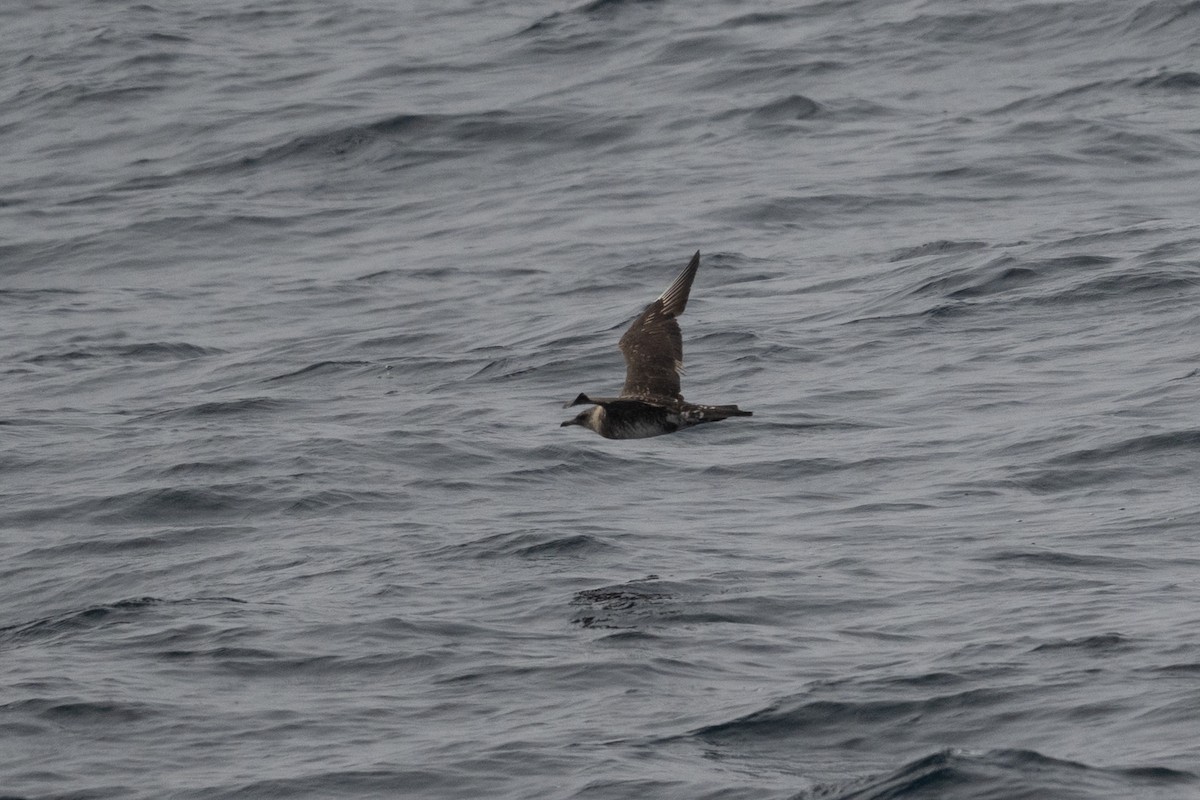 Средний поморник - ML644283550