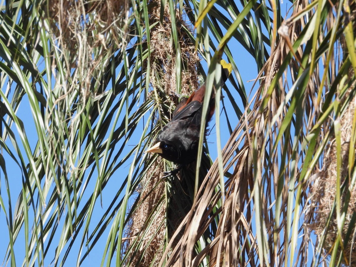Crested Oropendola - ML644283567