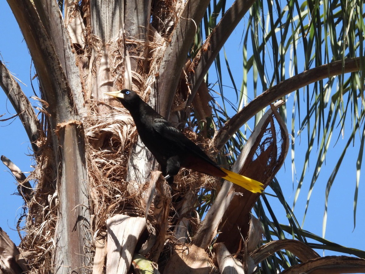 Crested Oropendola - ML644283568