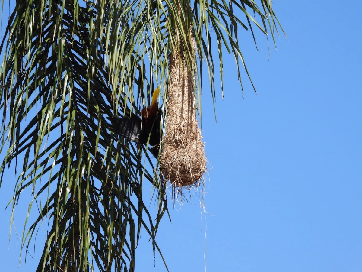 Crested Oropendola - ML644283569