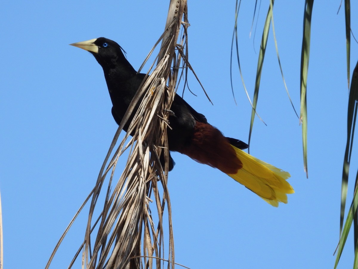 Crested Oropendola - ML644283570
