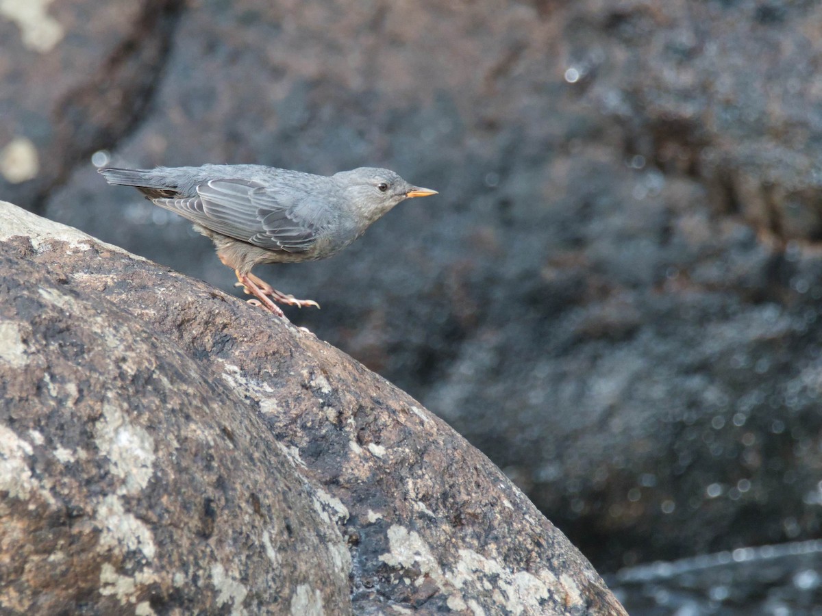 American Dipper - ML644283573
