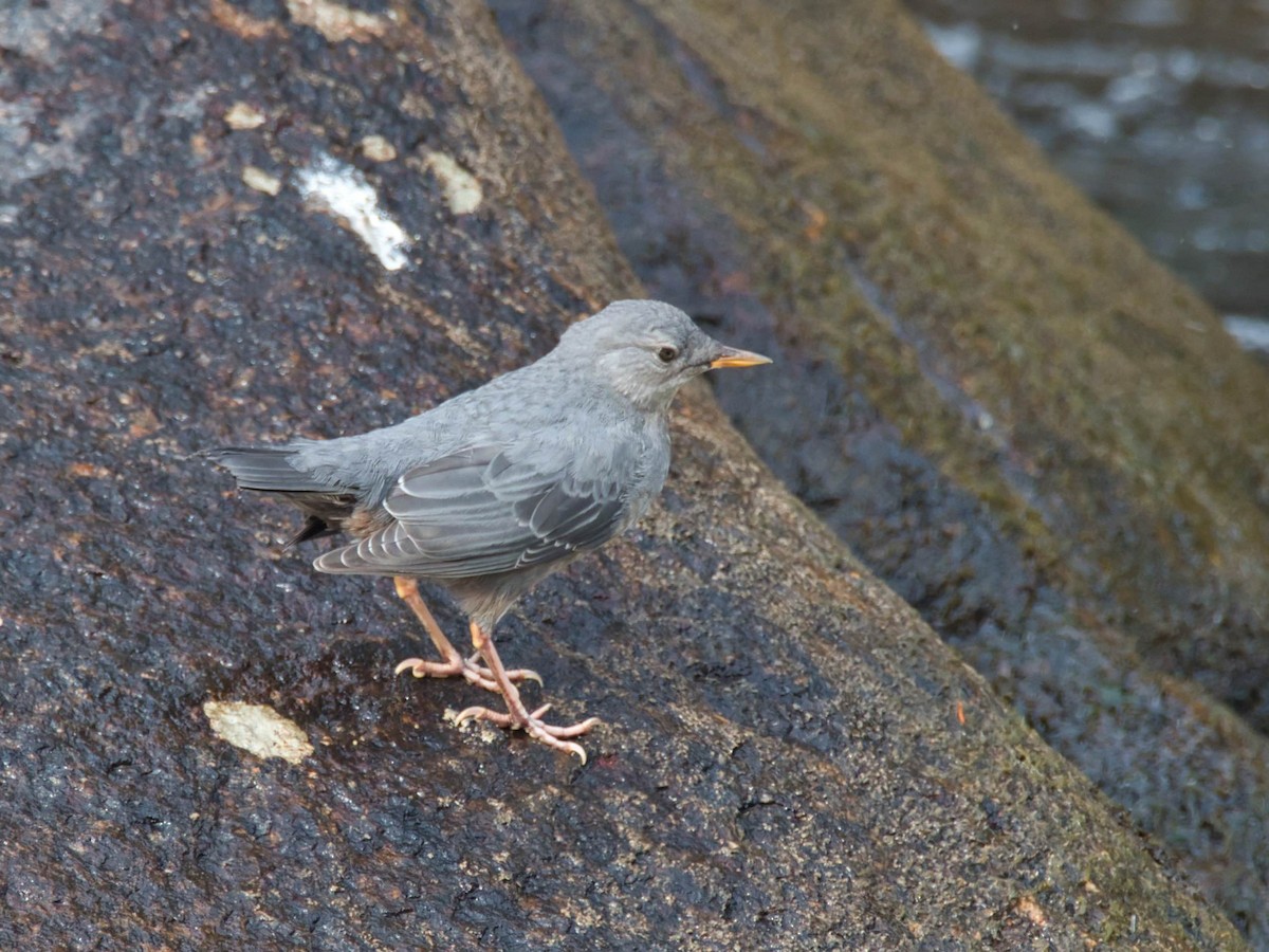 American Dipper - ML644283574