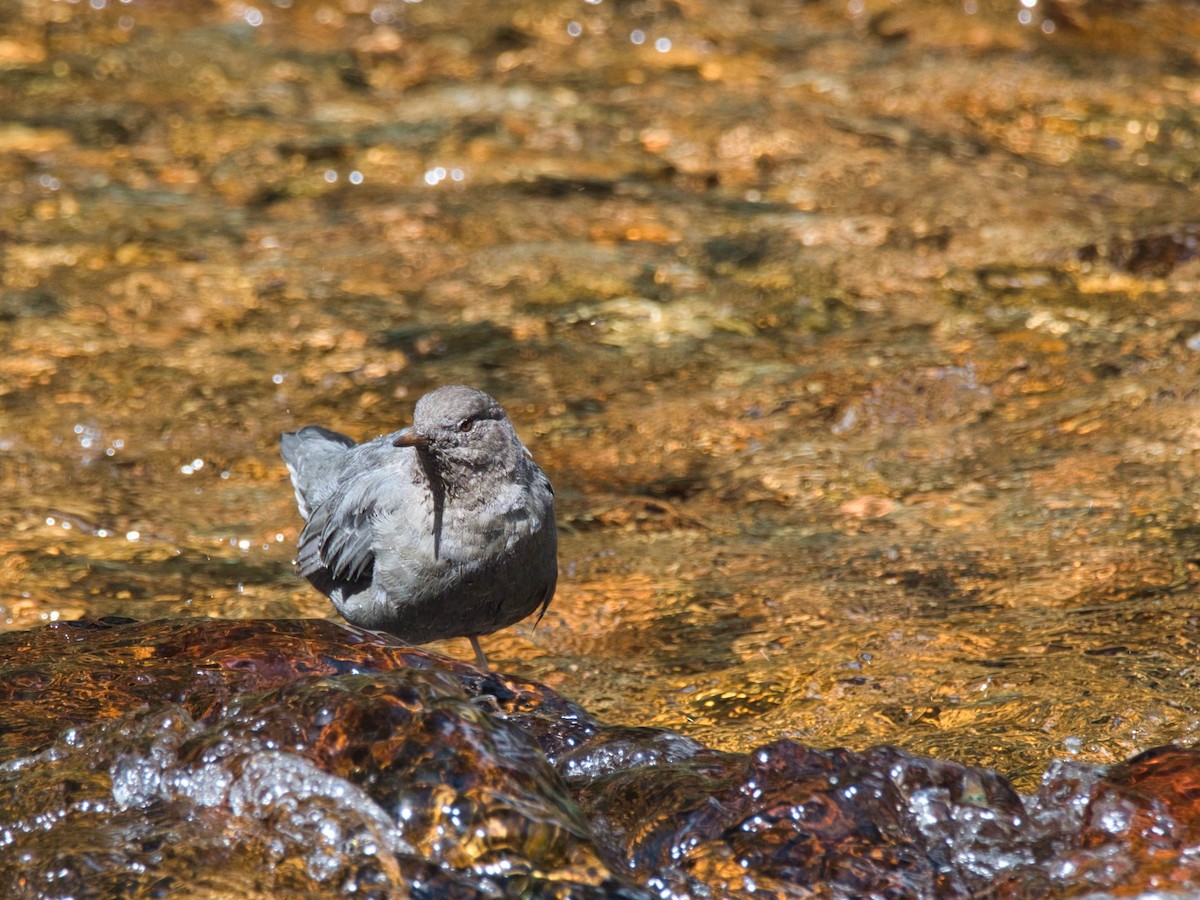 American Dipper - ML644283575