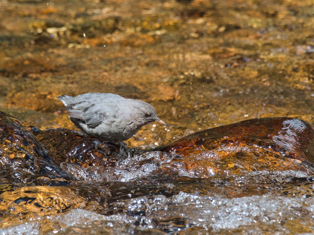 American Dipper - ML644283576