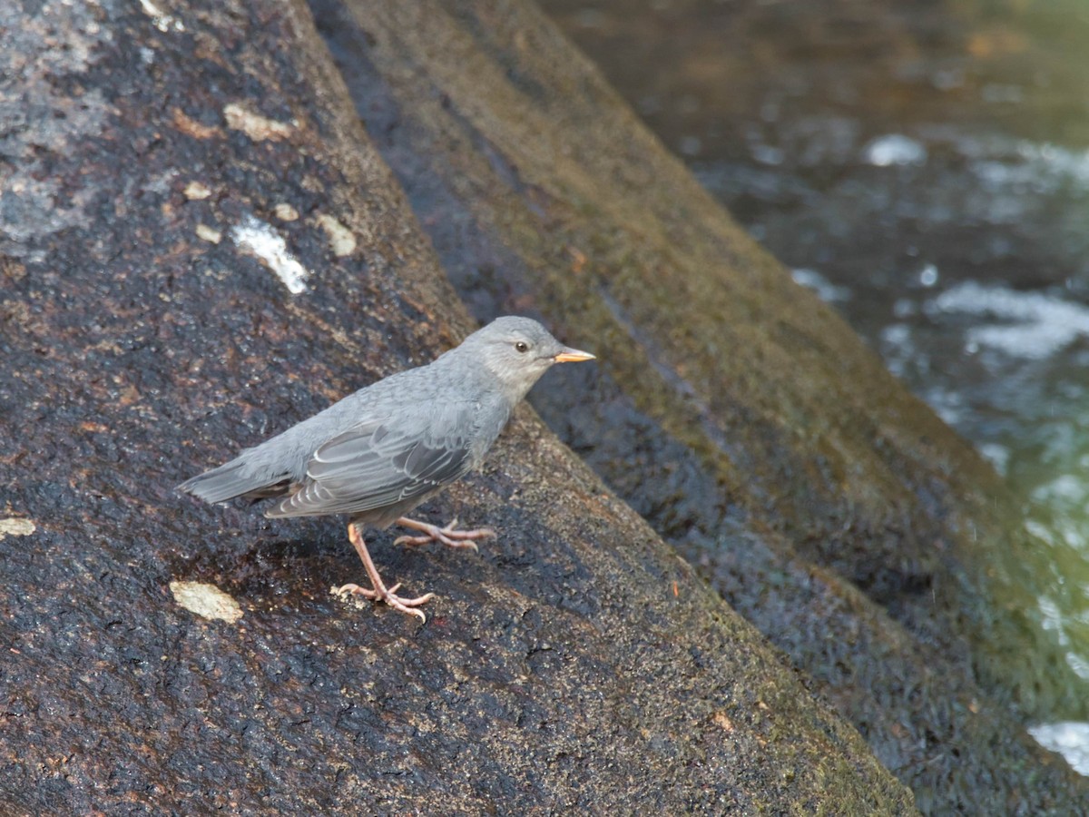 American Dipper - ML644283577