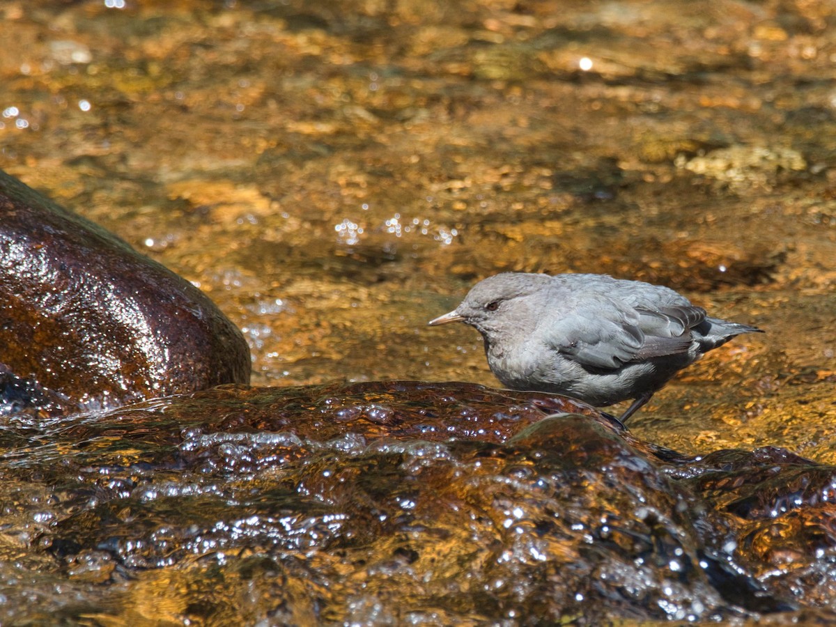 American Dipper - ML644283578