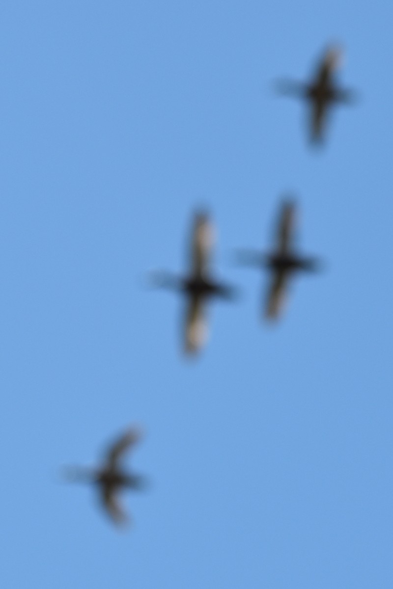 West Indian Whistling-Duck - ML644283579