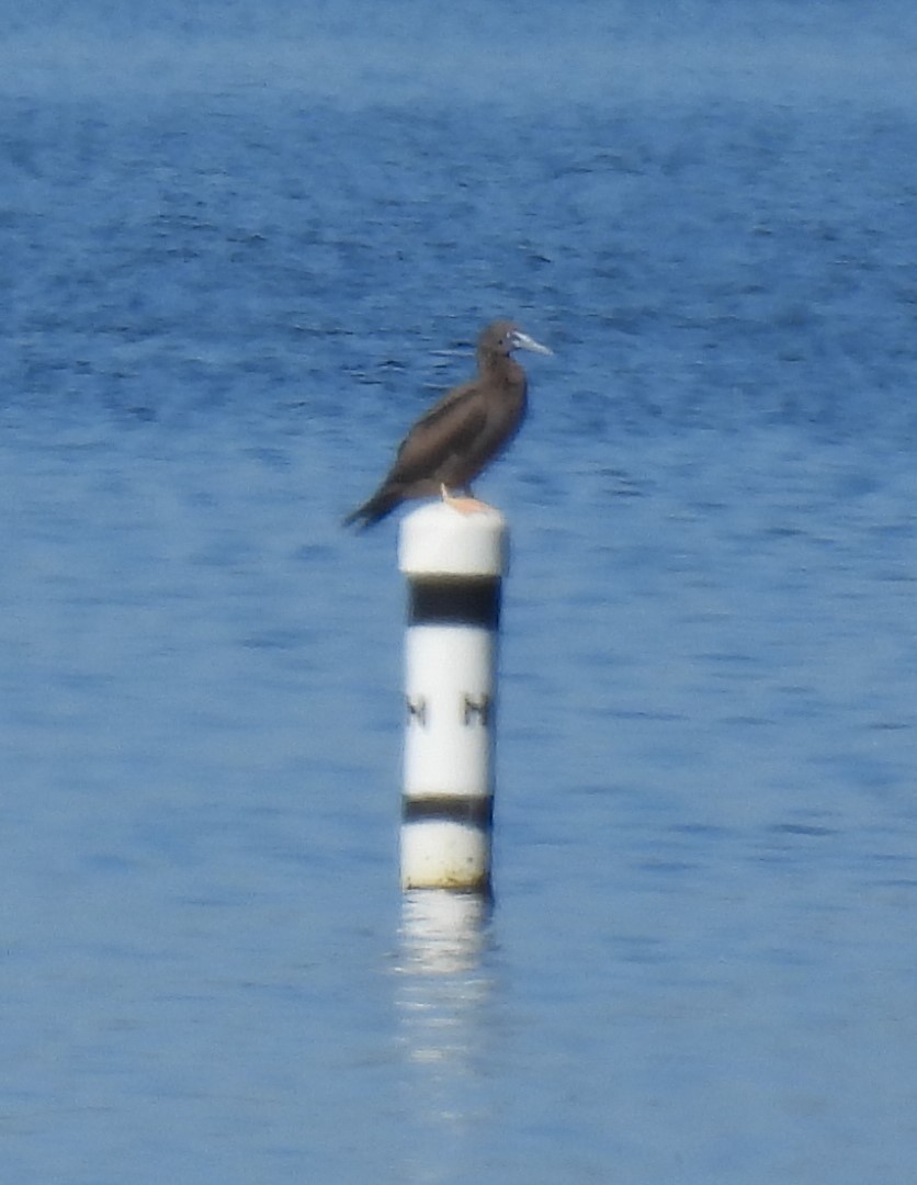 Brown Booby - ML644283589