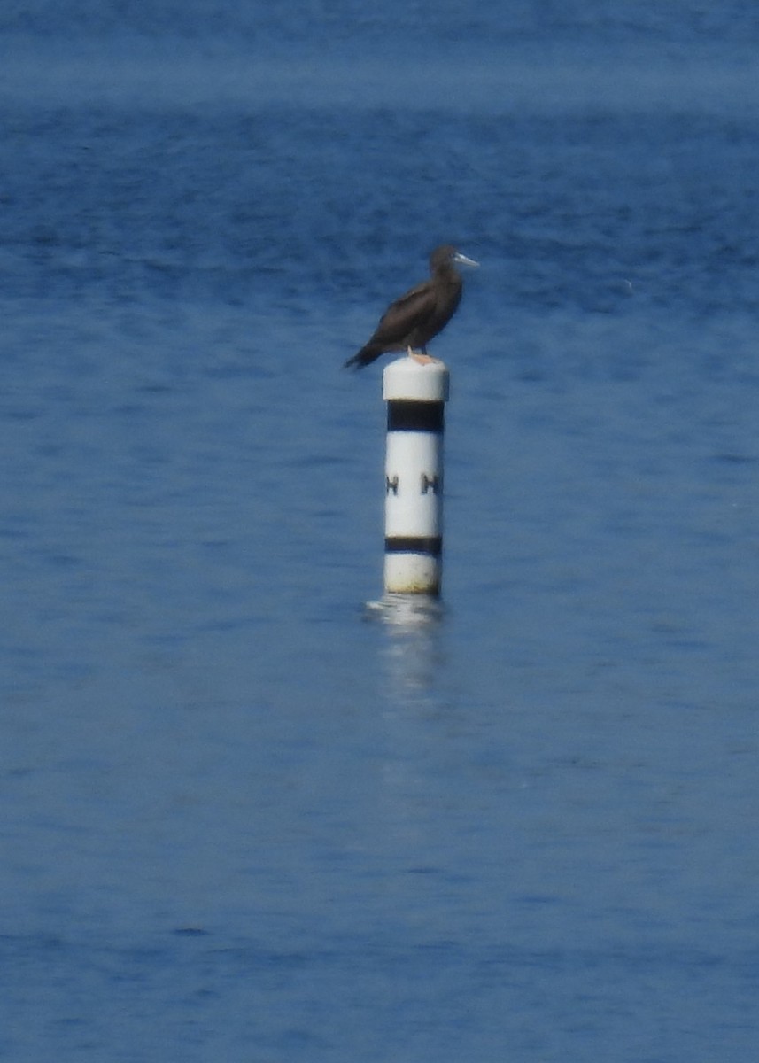 Brown Booby - ML644283590