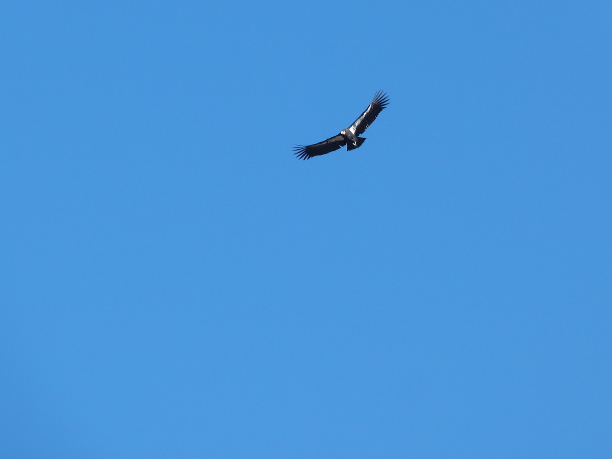 Кондор каліфорнійський - ML644283592